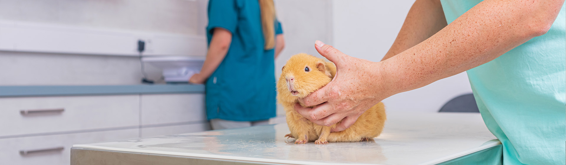 vet-zentrum-neustadt-faq-slider